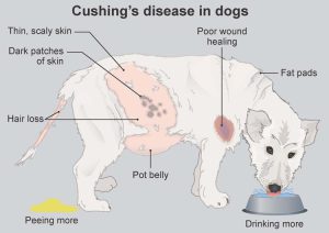 علایم بیماری در سگ ها
