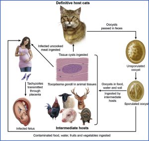 چرخه انتقال و ناقلین توکسوپلاسموز به انسان(زن باردار)
